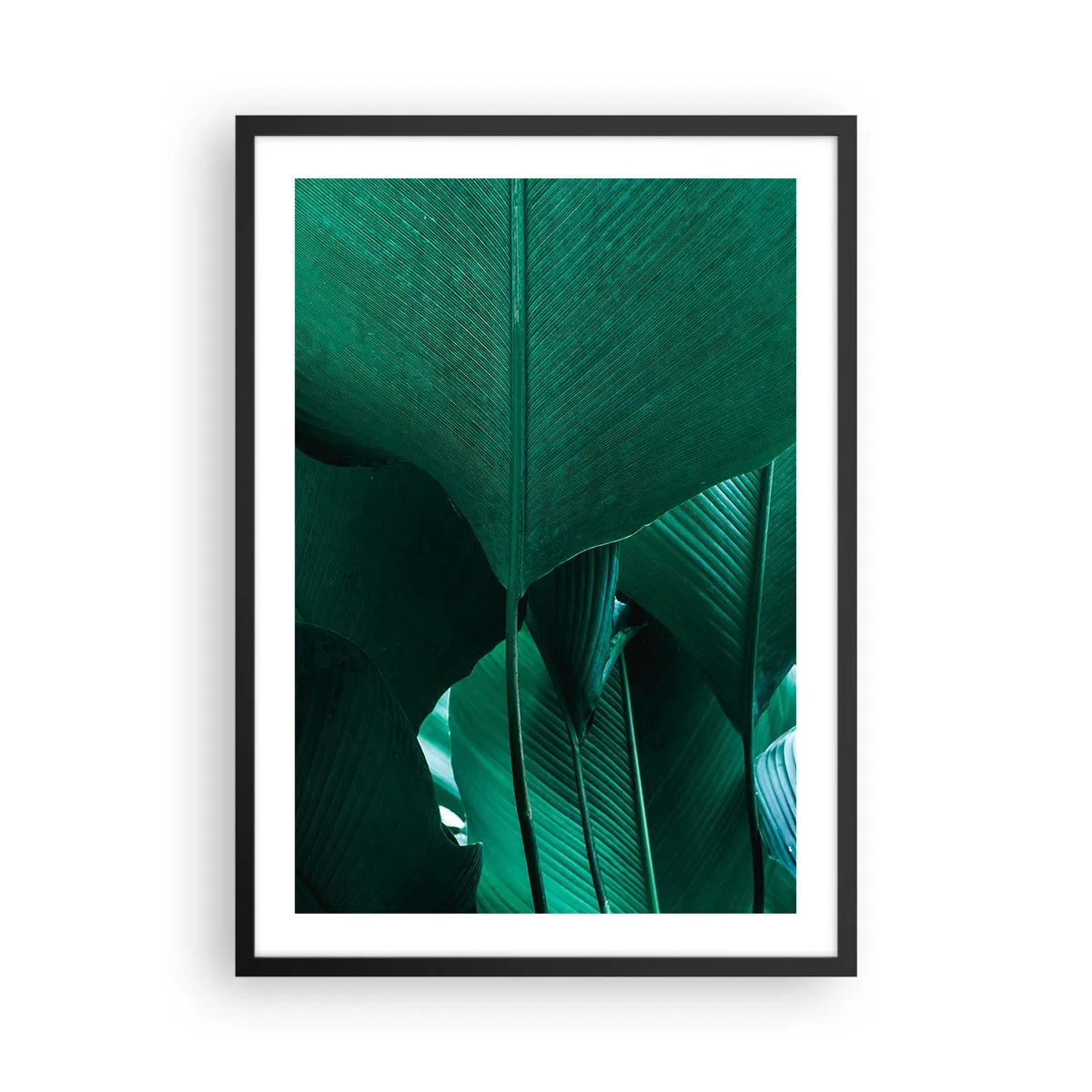 Affisch i svart ram - Närbild av stora gröna blad som visar struktur och textur. - 50x70cm - Vända mot ljuset - Modern väggdekoration för vardagsrum och sovrum ARTTOR