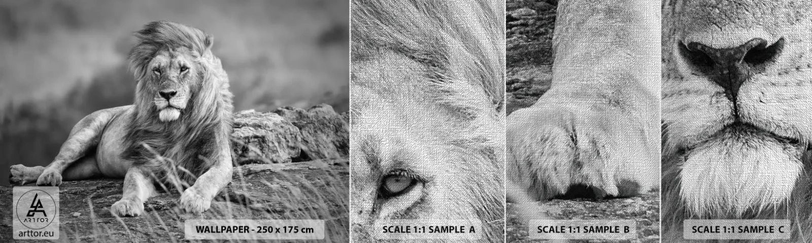 Provbit av fototapet Premium Canvas - Kunglig siesta - Lejon, Djur, Natur - 100x30 cm