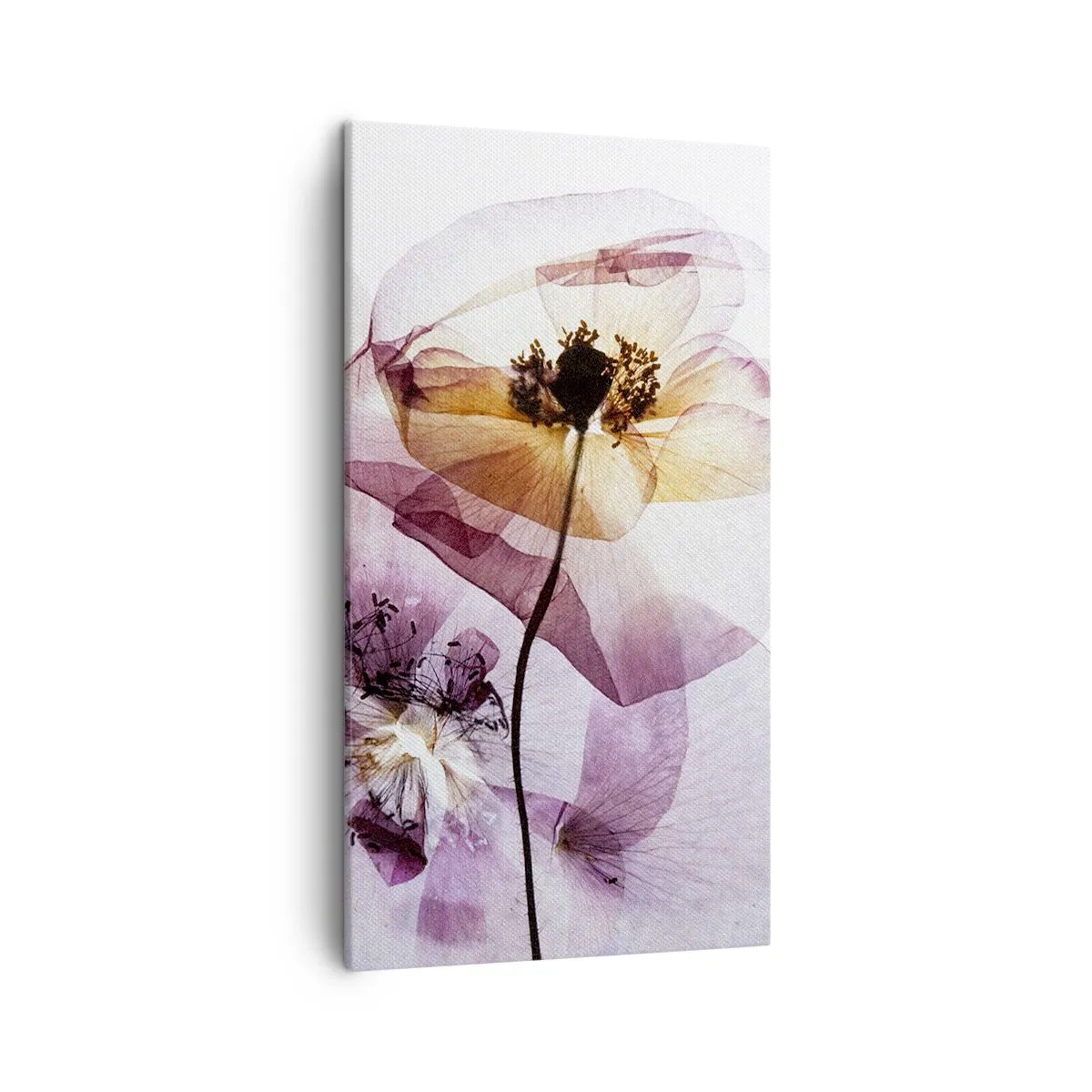 Canvastavla - Bild på duk - Blommornas transparenta kroppar - 45x80 cm