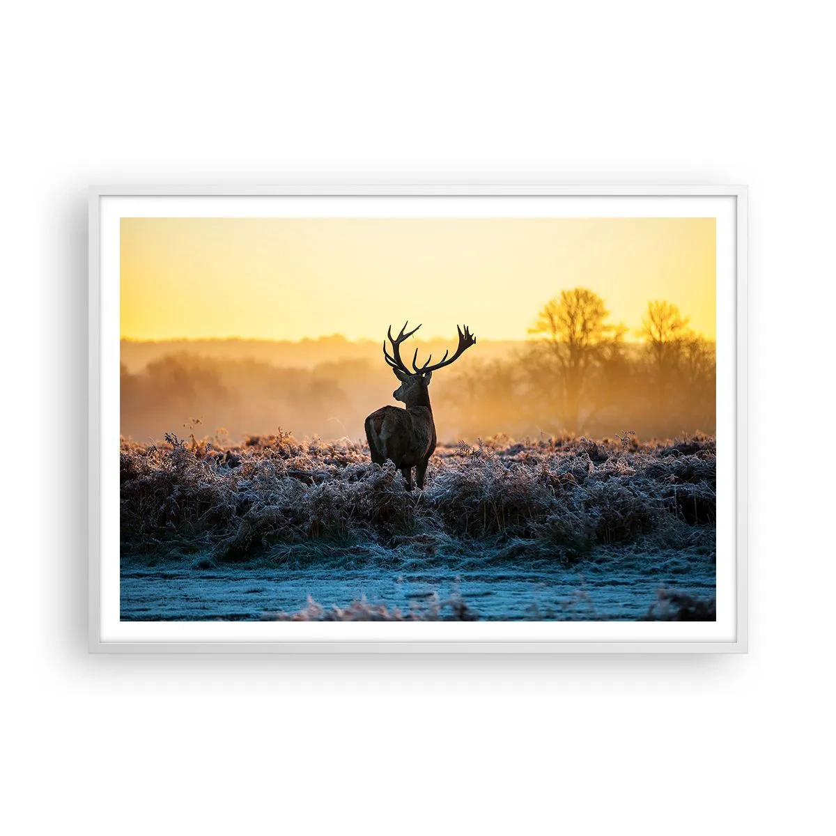 Affisch i vit ram - Krönt på sin mark - 100x70 cm