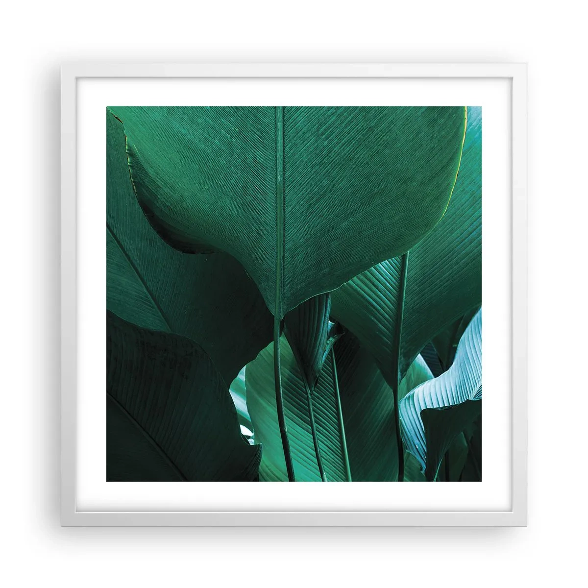 Affisch i vit ram - Vända mot ljuset - 50x50 cm