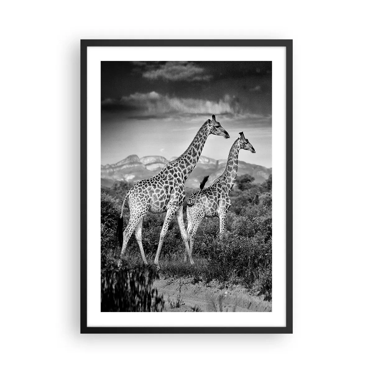 Affisch i svart ram - Svartvitt porträtt av giraffer mot en afrikansk landskapsbakgrund - 50x70cm - Högre klasser i Afrika - Modern väggdekoration för vardagsrum och sovrum ARTTOR