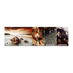 Provbit av självhäftande fototapet Deluxe Sticker - Vågböjare - Landskap, Hav, Snäckskal - 100x30 cm
