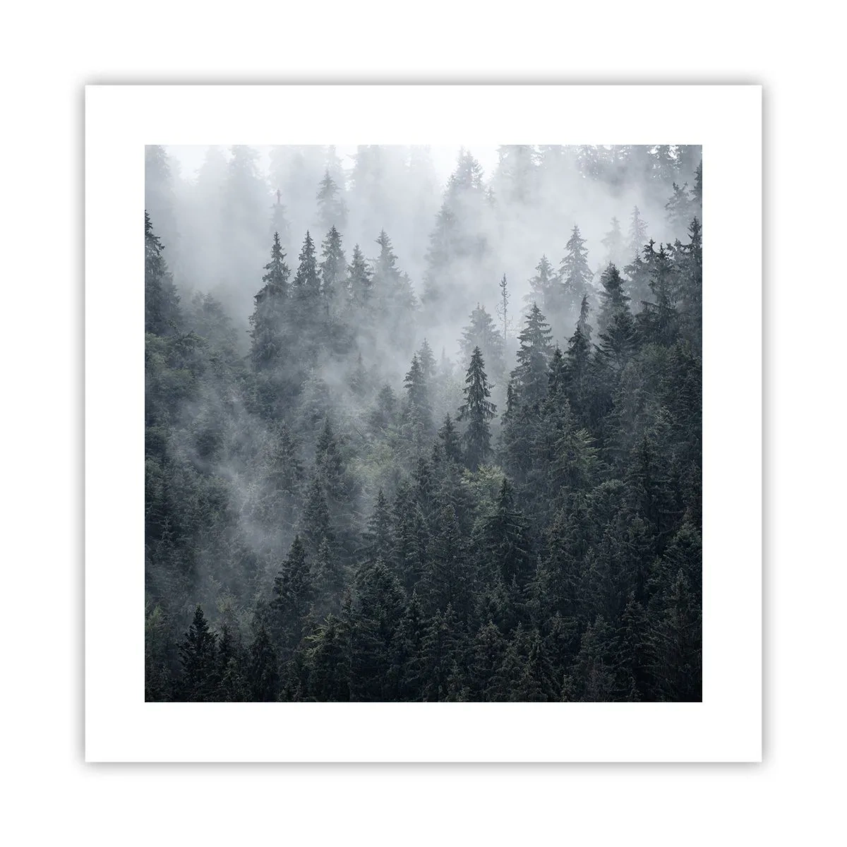 Affisch - Gryning i skogen - 40x40 cm