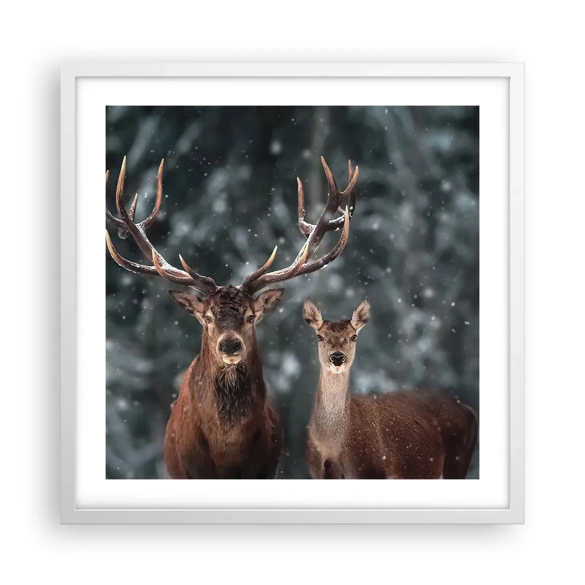 Affisch i vit ram - Skogens herre med hustrun - 50x50 cm