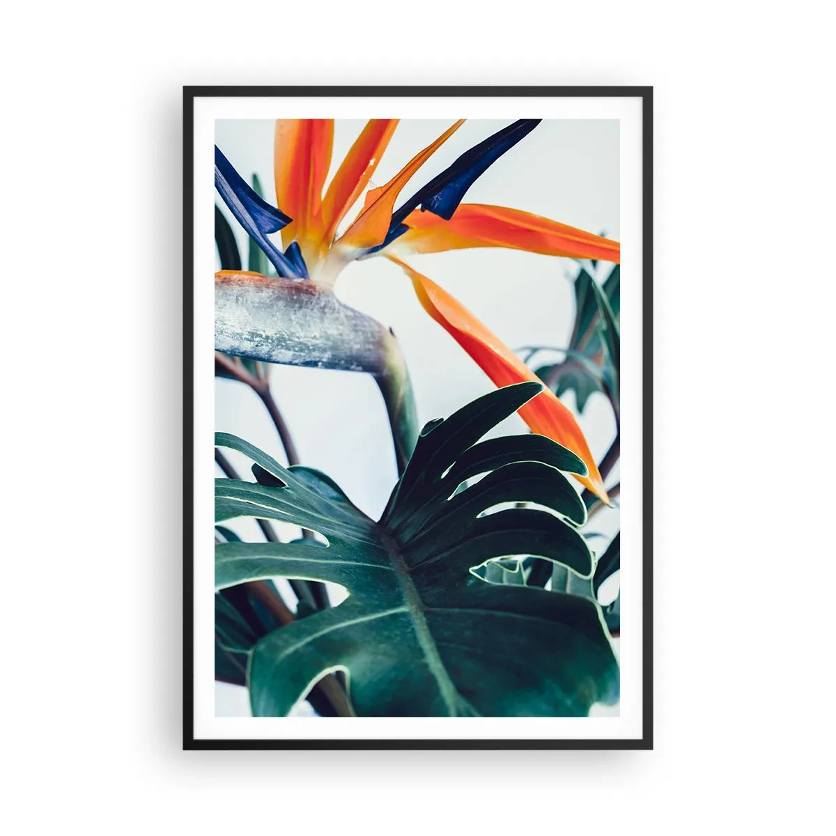 Affisch i svart ram - Fågelbuske - 70x100 cm