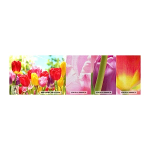 Provbit av fototapet Premium Canvas - Det är vi, majfärgerna! - Blommor, Tulpaner, Trädgård - 100x30 cm