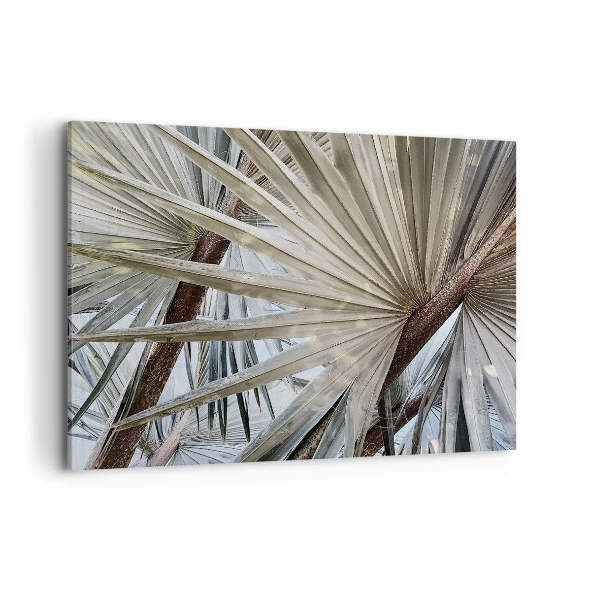 Canvastavla - Bild på duk - Solfjädrarna i tropikerna - 120x80 cm