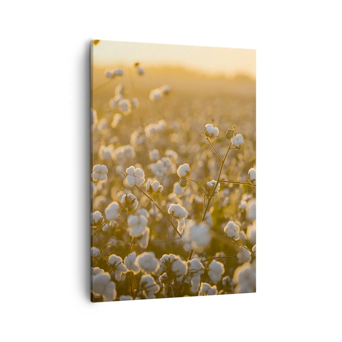 Canvastavla - Bild på duk - Fluffigt fält - 50x70 cm