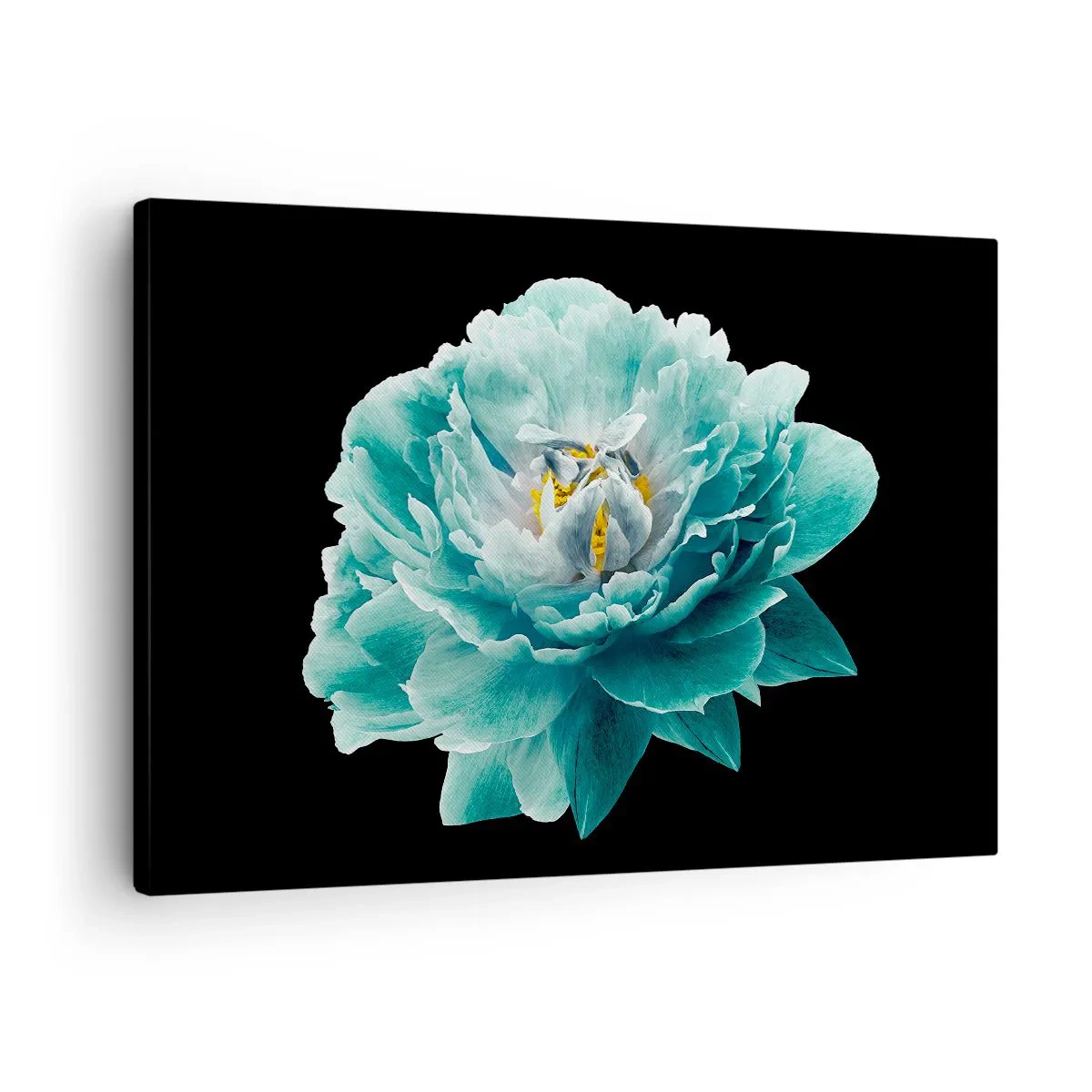 Canvastavla - Bild på duk - Turkos pionblomma på svart bakgrund - 70x50cm - Blå och gyllene kronblad - Modern väggdekoration för vardagsrum och sovrum ARTTOR