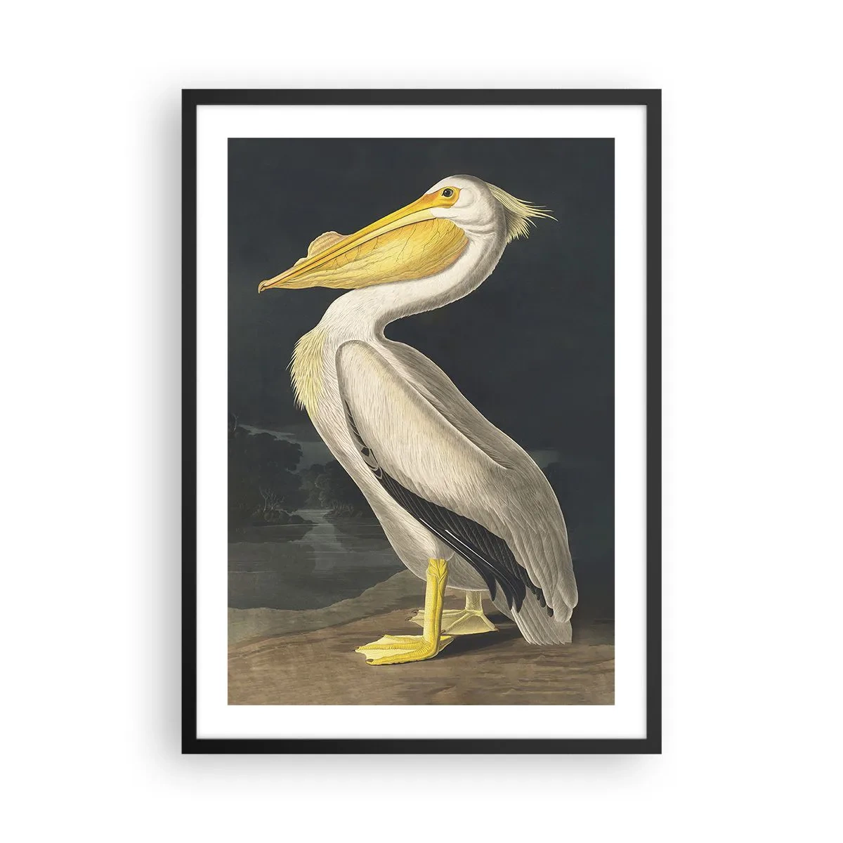 Affisch i svart ram - Pelikan i en klassisk illustration mot en mörk bakgrund - 50x70cm - Full av stolthet - Modern väggdekoration för vardagsrum och sovrum ARTTOR