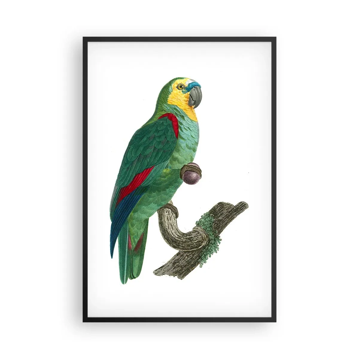 Affisch i svart ram - Porträtt av papegoja - 61x91 cm