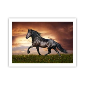 Affisch - Svarta prinsen - 70x50 cm