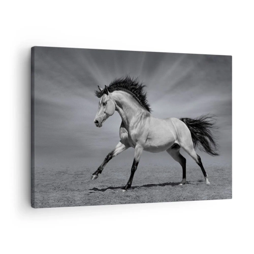Canvastavla - Bild på duk - En svartvit häst i en dynamisk pose i öknen. - 70x50cm - Född för att förtjusa - Modern väggdekoration för vardagsrum och sovrum ARTTOR