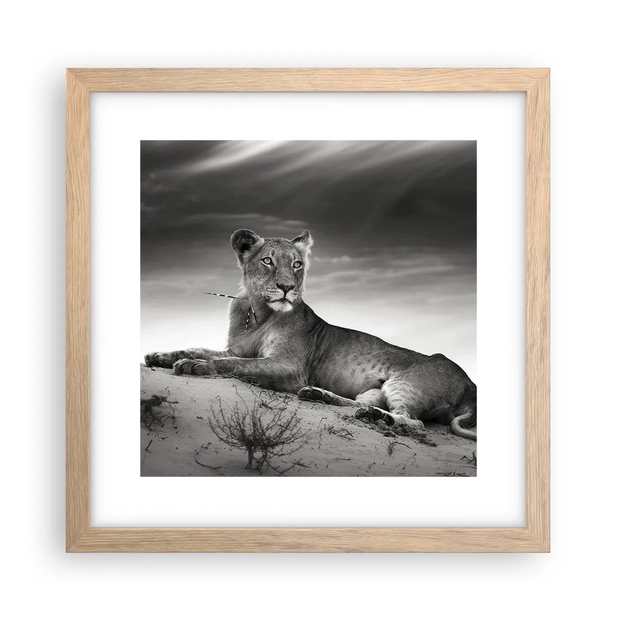 Affisch i ram av ljusek - Öknens drottnings vila - 30x30 cm