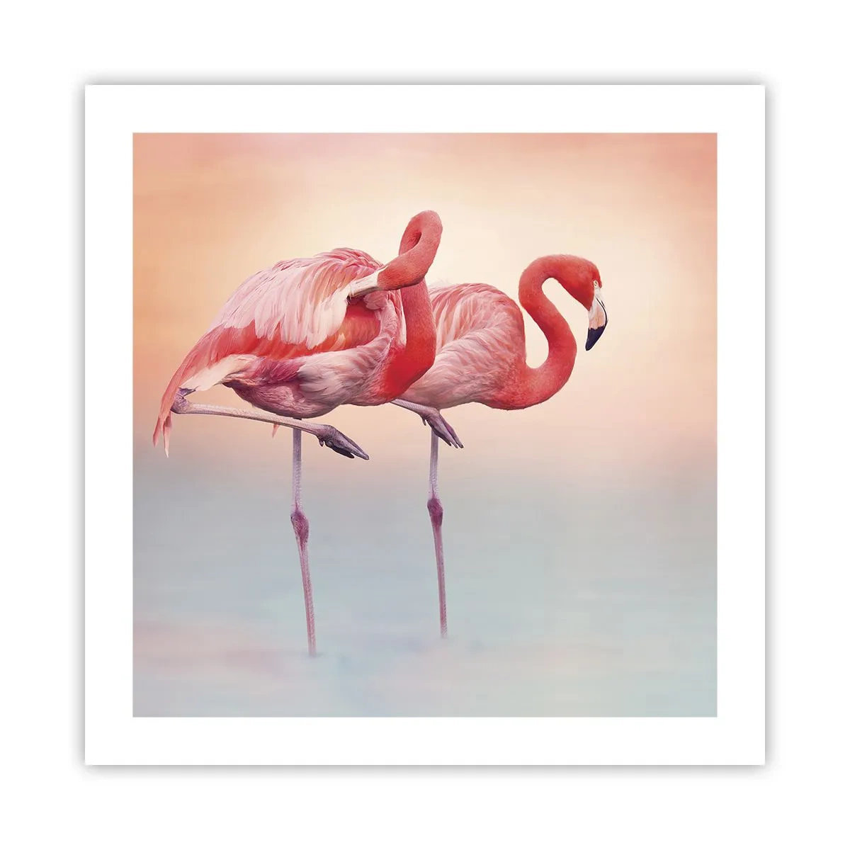 Affisch - I solnedgångens färg - 50x50 cm