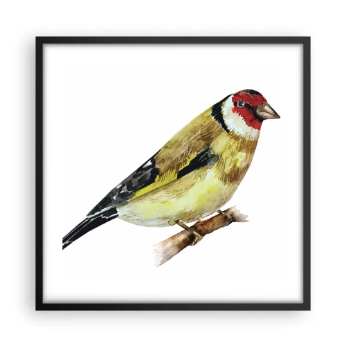 Affisch i svart ram - Fågelporträtt - 50x50 cm