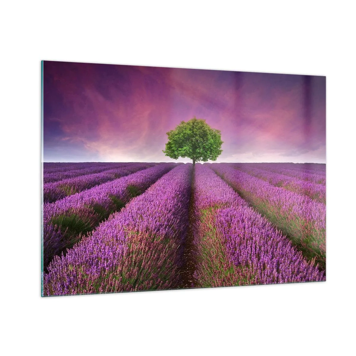 Glastavla - Bild på glas - På lavendelåkrarna - 100x70 cm