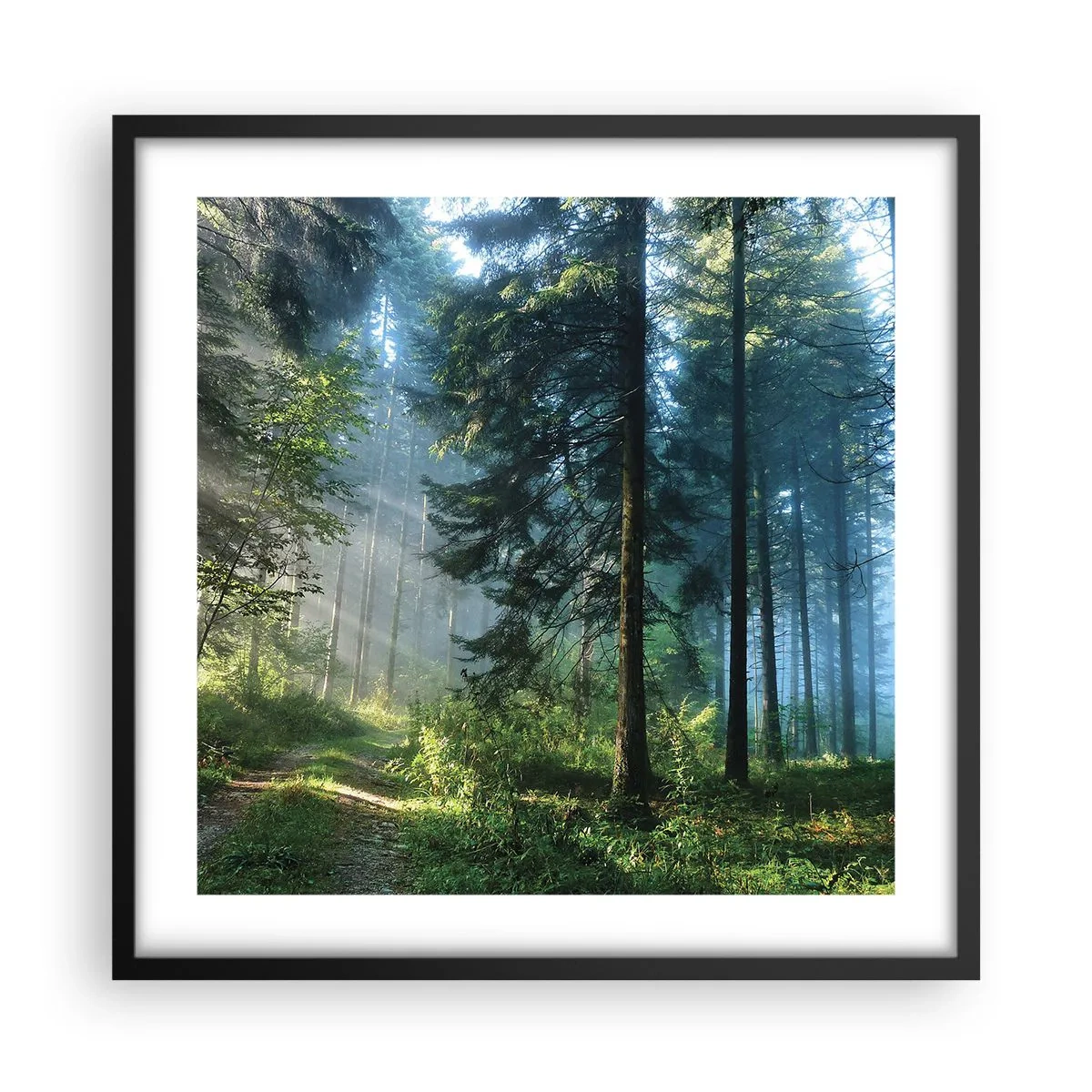 Affisch i svart ram - Strålande på morgonen - 50x50 cm