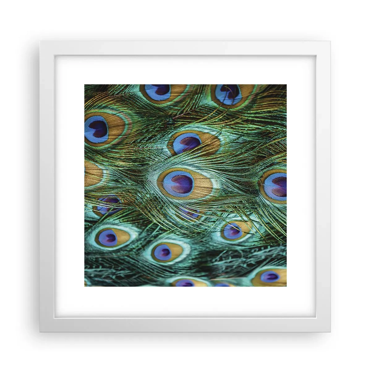 Affisch i vit ram - Påfågels blick - 30x30 cm