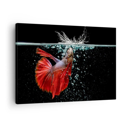 Canvastavla - Bild på duk - En magnifik betta i vattnet mot en mörk bakgrund - 70x50cm - Du har tre önskemål - Modern väggdekoration för vardagsrum och sovrum ARTTOR