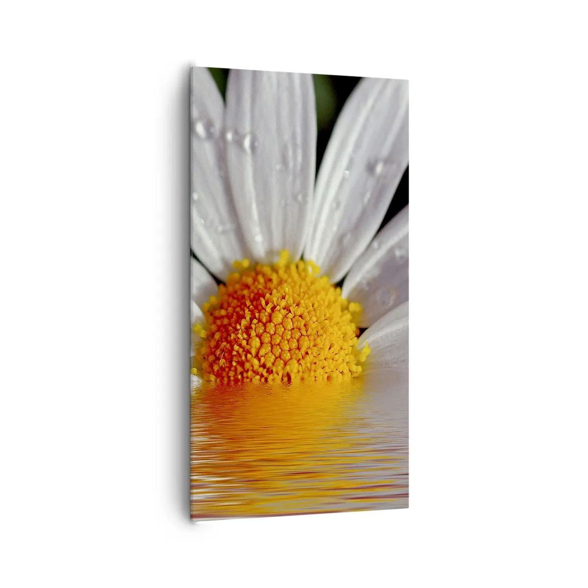 Canvastavla - Bild på duk - Prästkrages uppstigande sol - 65x120 cm