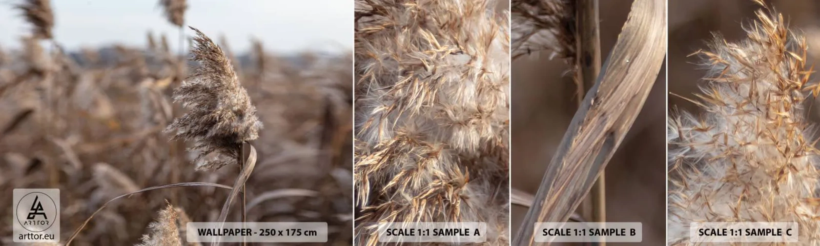 Fototapet Prov Standard Eco - Dags att flyga bort med vinden - Äng, Pampas gräs, Natur - 100x30 cm