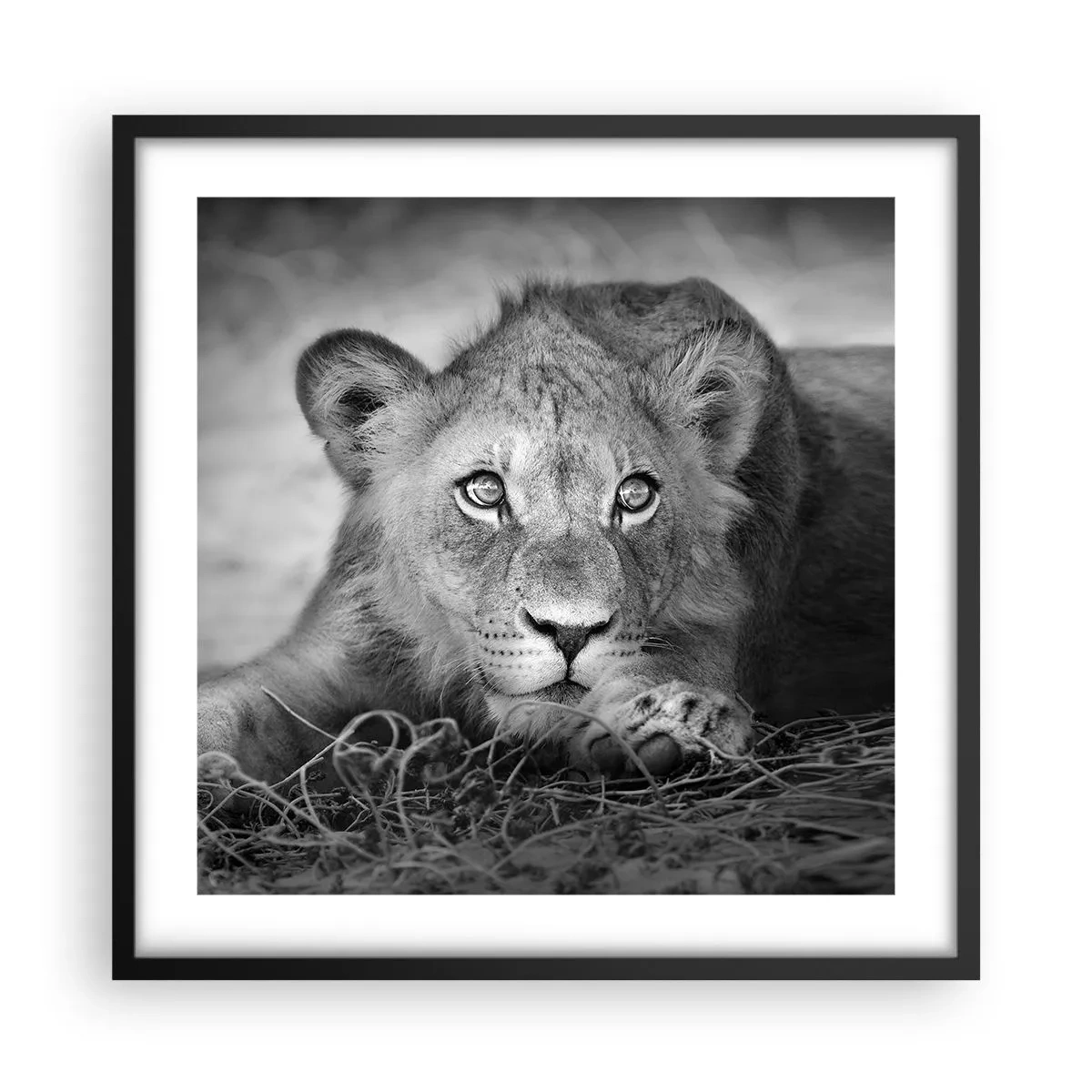 Affisch i svart ram - Kunglig valp - 50x50 cm