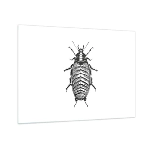 Glastavla - Bild på glas - Svartvit illustration av en insekt på vit bakgrund - 70x50cm - Vilket exemplar! - Modern väggdekoration för vardagsrum och sovrum ARTTOR