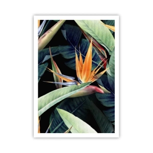 Affisch - Tropikens brinnande blommor - 70x100 cm