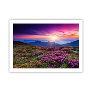 Affisch - Doftande örter - 70x50 cm