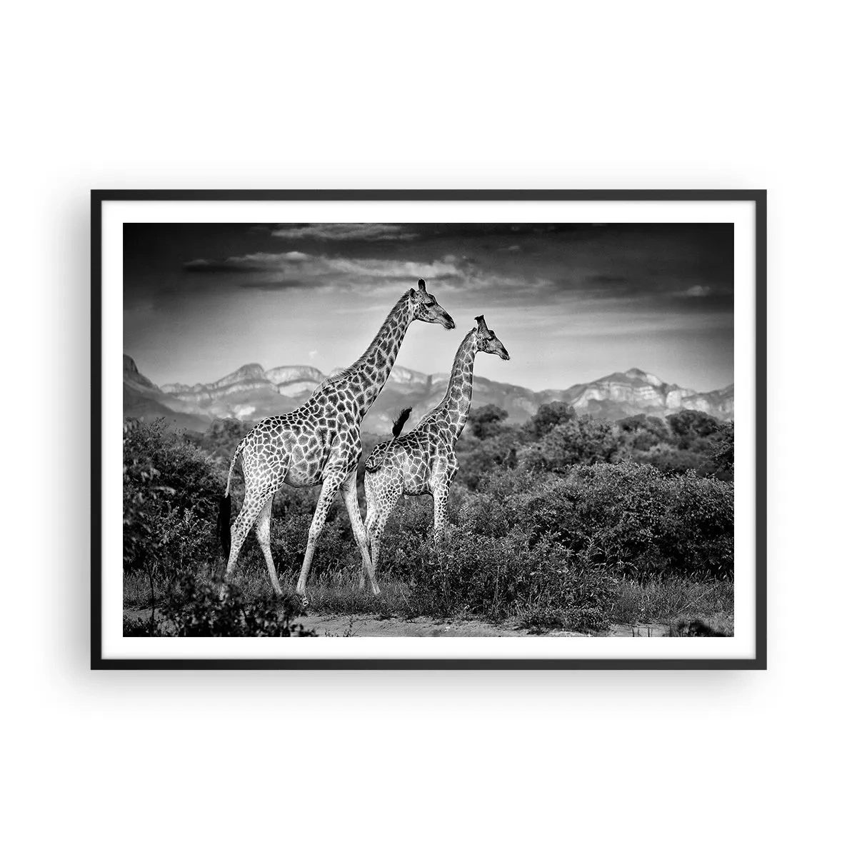 Affisch i svart ram - Högre klasser i Afrika - 100x70 cm