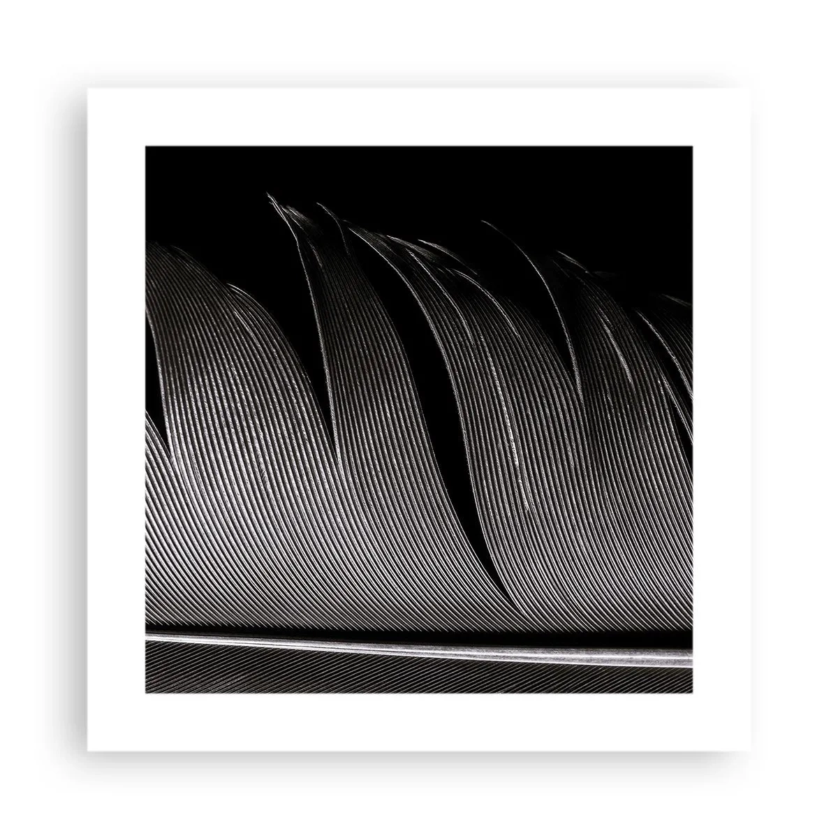 Affisch - Fjäder - en underbar konstruktion - 40x40 cm