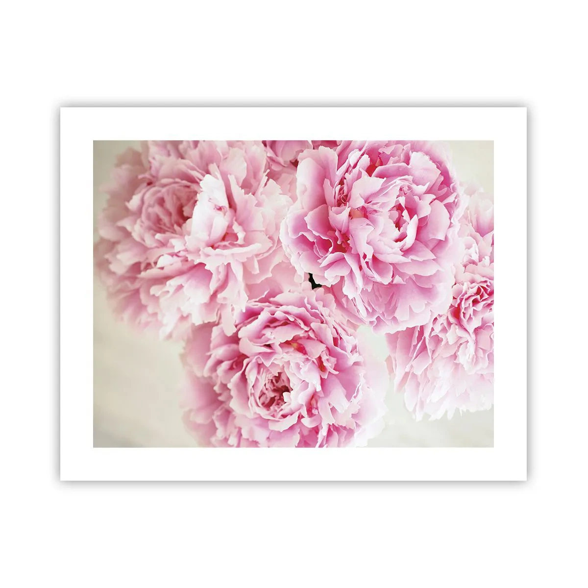 Affisch - Rosa prakt - 50x40 cm