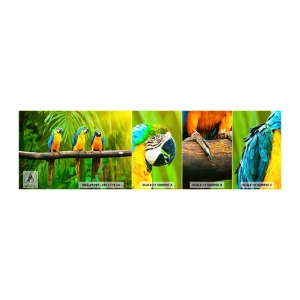 Provbit av självhäftande fototapet Deluxe Sticker - Har du hört att hon...? - Fåglar, Papegojor, Natur - 100x30 cm
