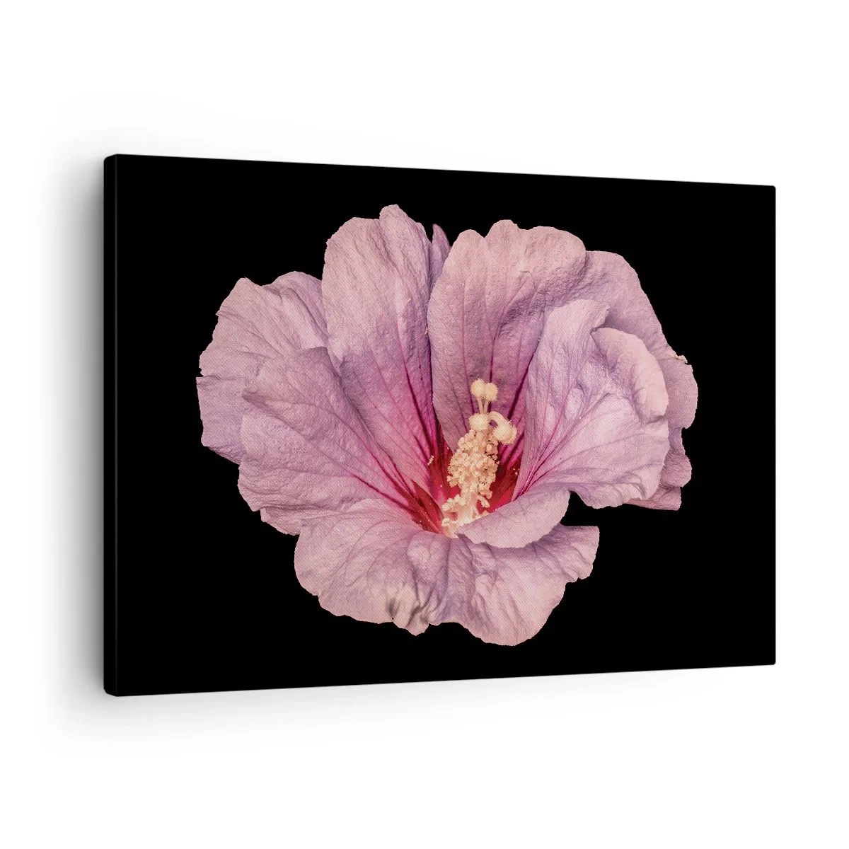 Canvastavla - Bild på duk - Rosa blomma på svart bakgrund - 70x50cm - Rakt till hjärtat - Modern väggdekoration för vardagsrum och sovrum ARTTOR