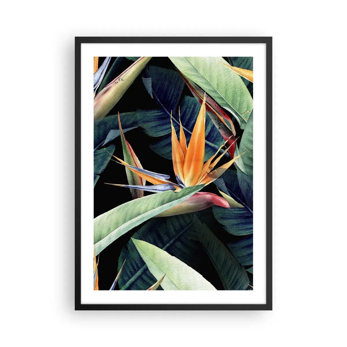 Affisch i svart ram - Exotisk strelitziablomma på en mörk bakgrund - 50x70cm - Tropikens brinnande blommor - Modern väggdekoration för vardagsrum och sovrum ARTTOR