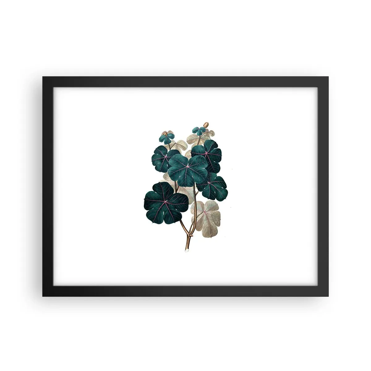 Affisch i svart ram - Från ett gammalt herbarium - 40x30 cm