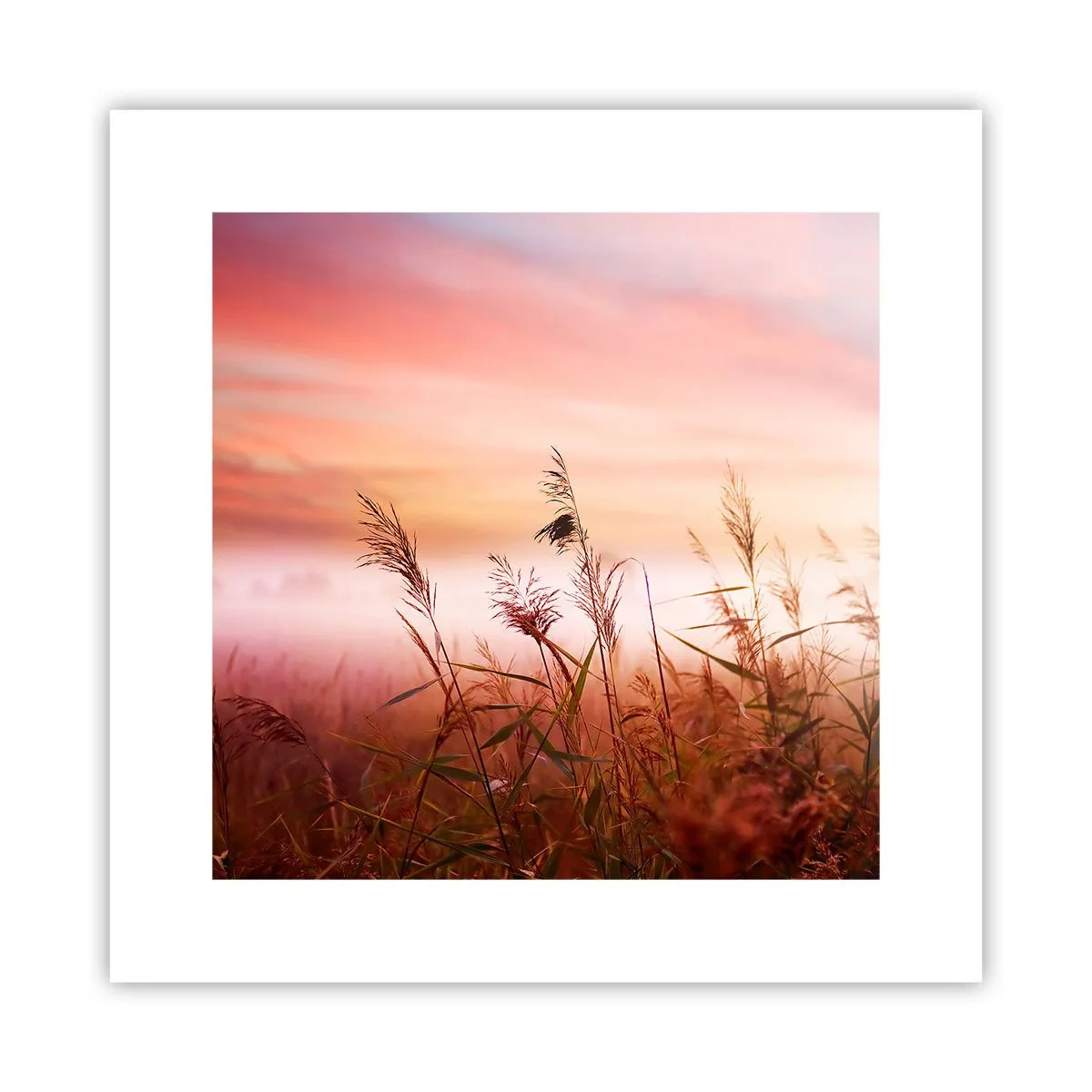 Affisch - Drakar, maskrosor, vind - 30x30 cm
