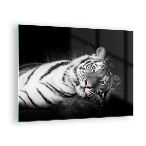 Glastavla - Bild på glas - En vit tiger med blå ögon i en svartvit miljö - 70x50cm - Vildhet och lugn - Modern väggdekoration för vardagsrum och sovrum ARTTOR