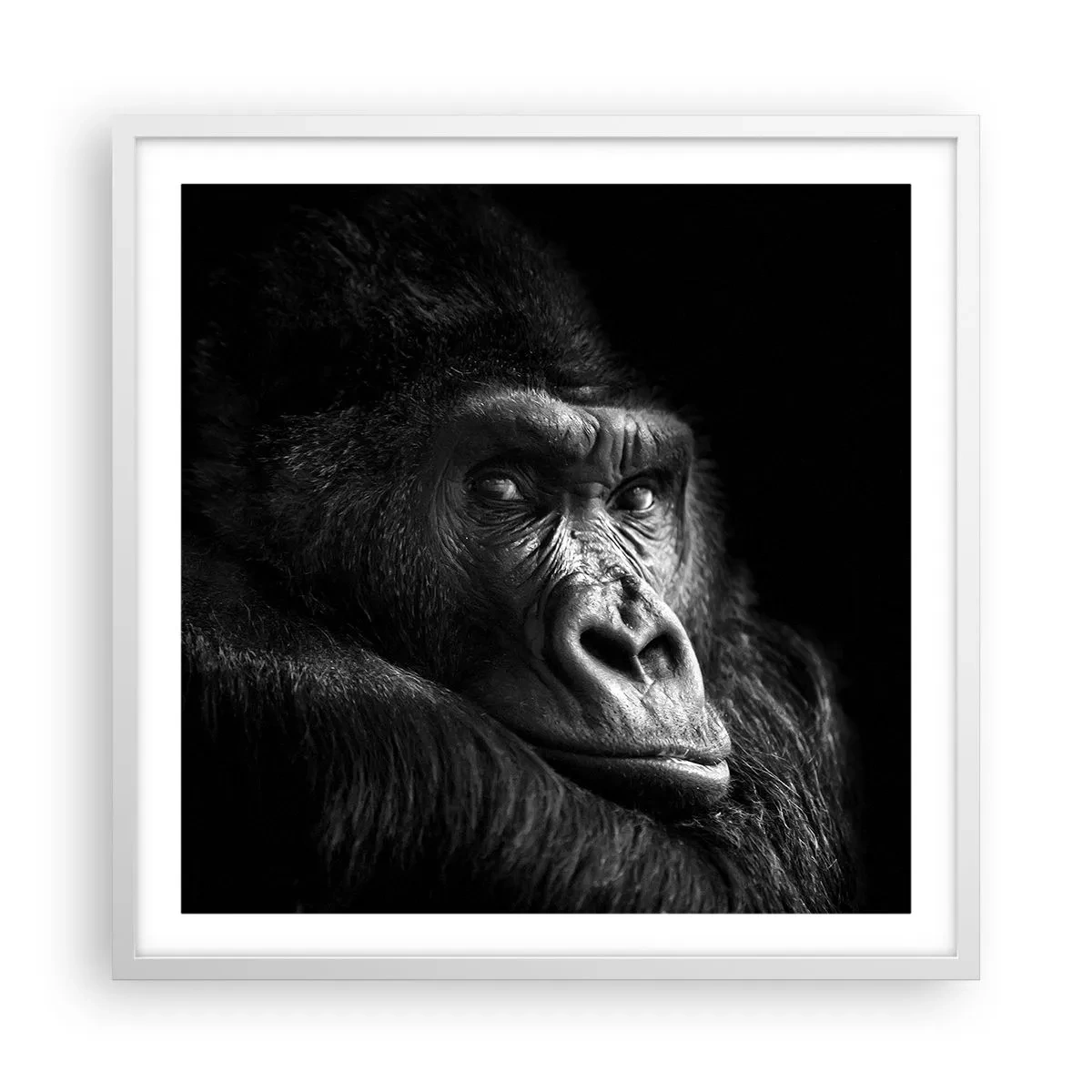 Affisch i vit ram - Varför glor du? - 60x60 cm