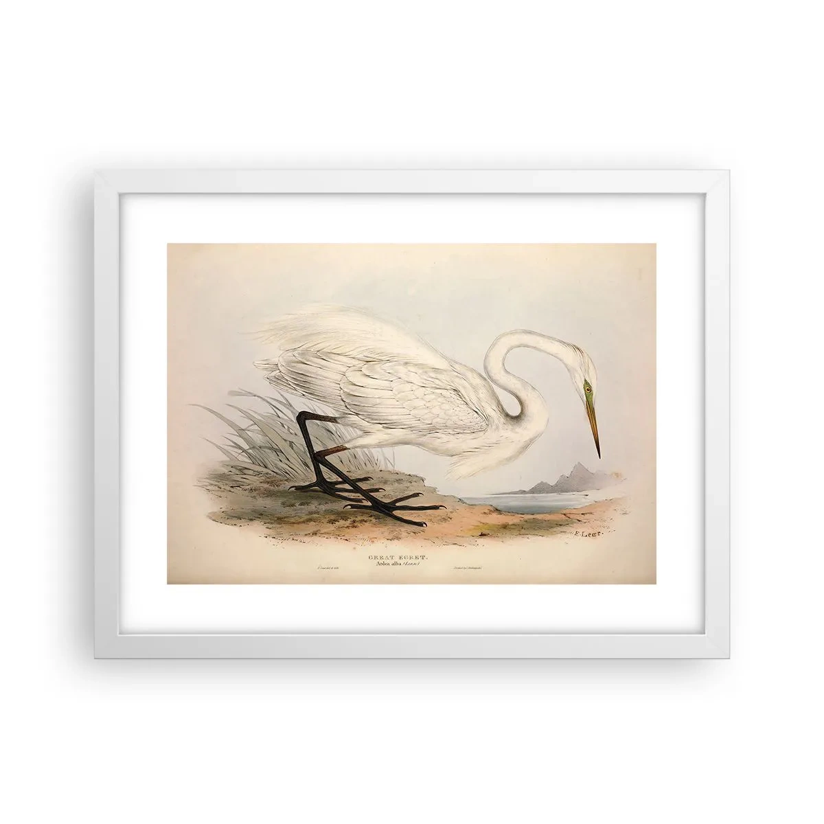 Affisch i vit ram - En dam i vassen - 40x30 cm