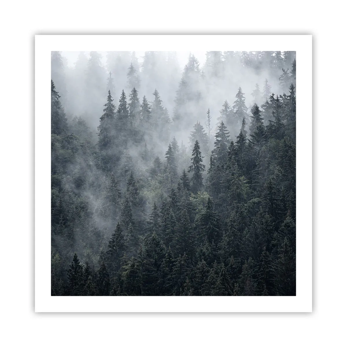 Affisch - Gryning i skogen - 60x60 cm
