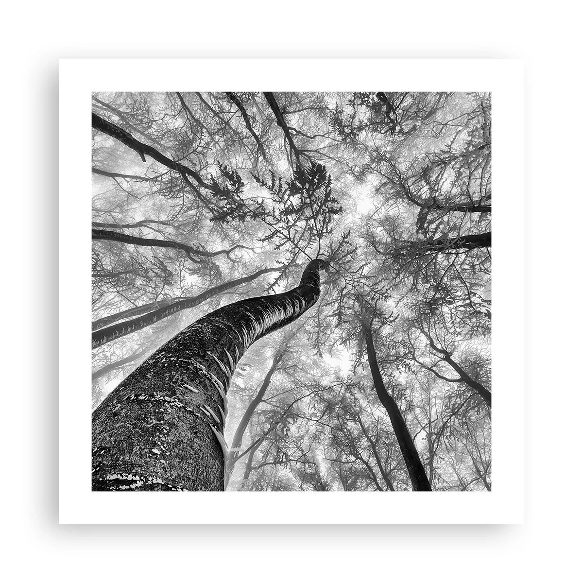 Affisch - Kapplöpning mot ljuset - 50x50 cm