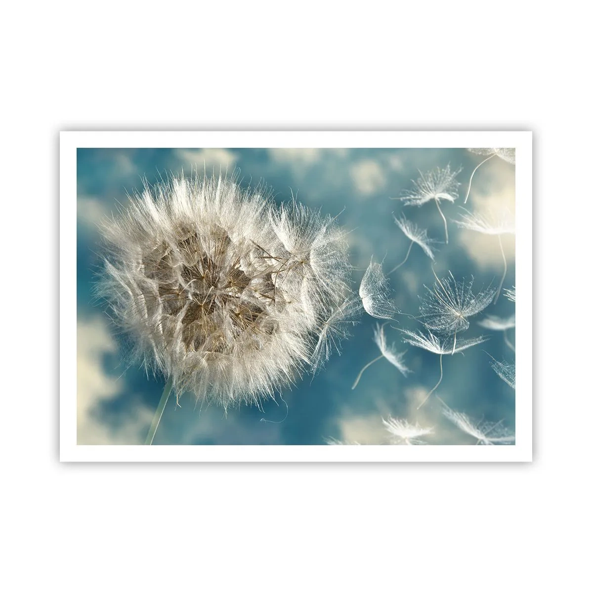 Affisch - Ängelns andetag - 100x70 cm