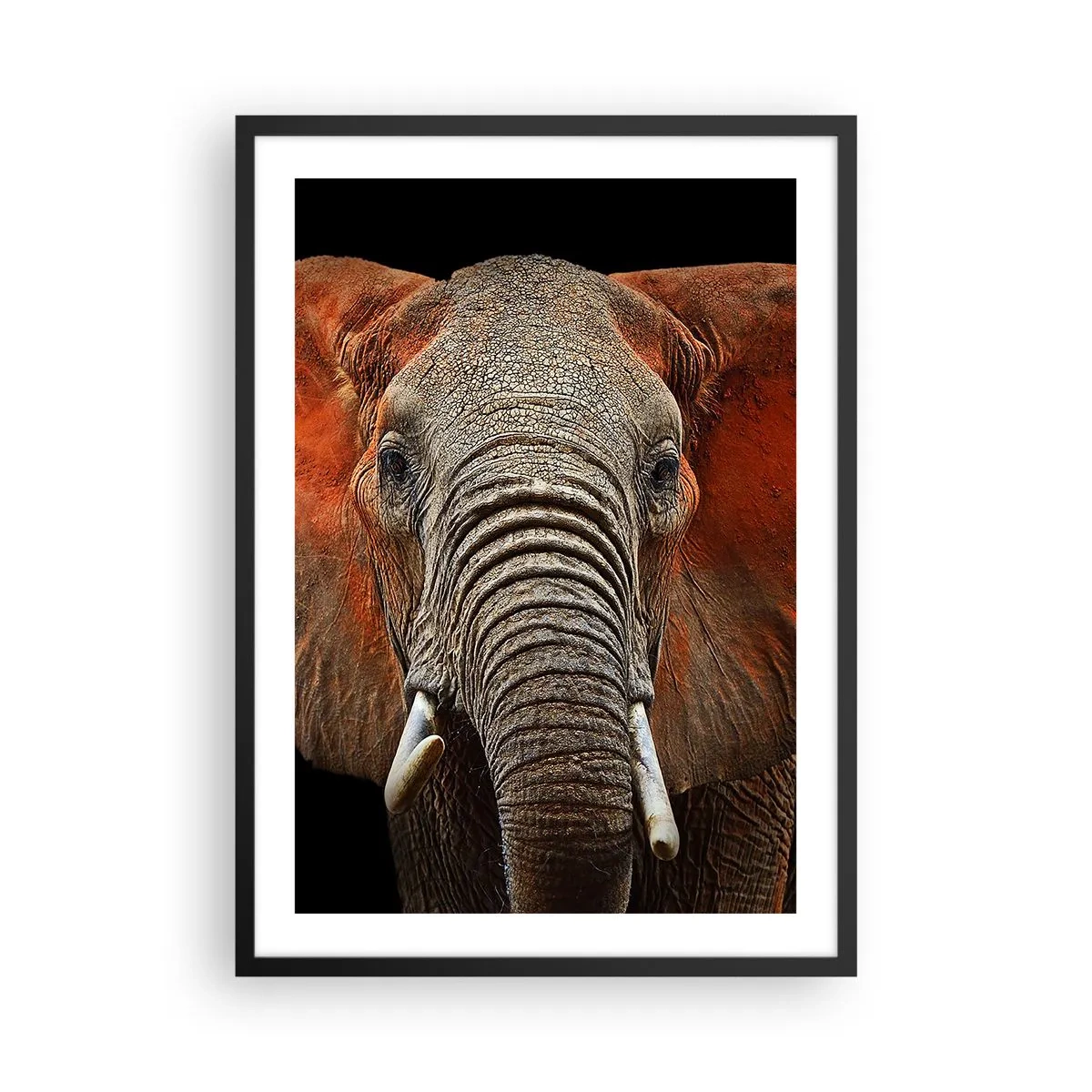 Affisch i svart ram - Porträtt av en majestätisk elefant mot en svart bakgrund - 50x70cm - Jag är vild, och du? - Modern väggdekoration för vardagsrum och sovrum ARTTOR