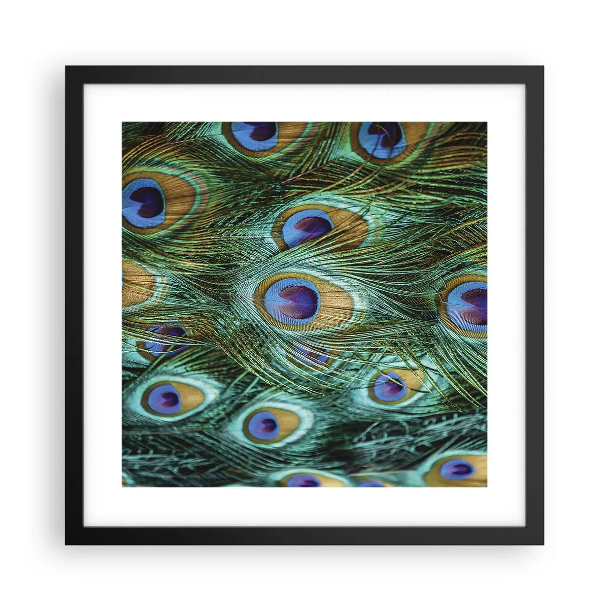 Affisch i svart ram - Påfågels blick - 40x40 cm
