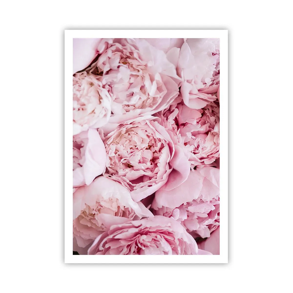 Affisch - Hopklämda och doftande - 70x100 cm
