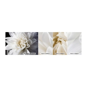 Fototapet Prov Standard Eco - En bruds morgon - Blomma, Dahlia, Natur - 100x30 cm