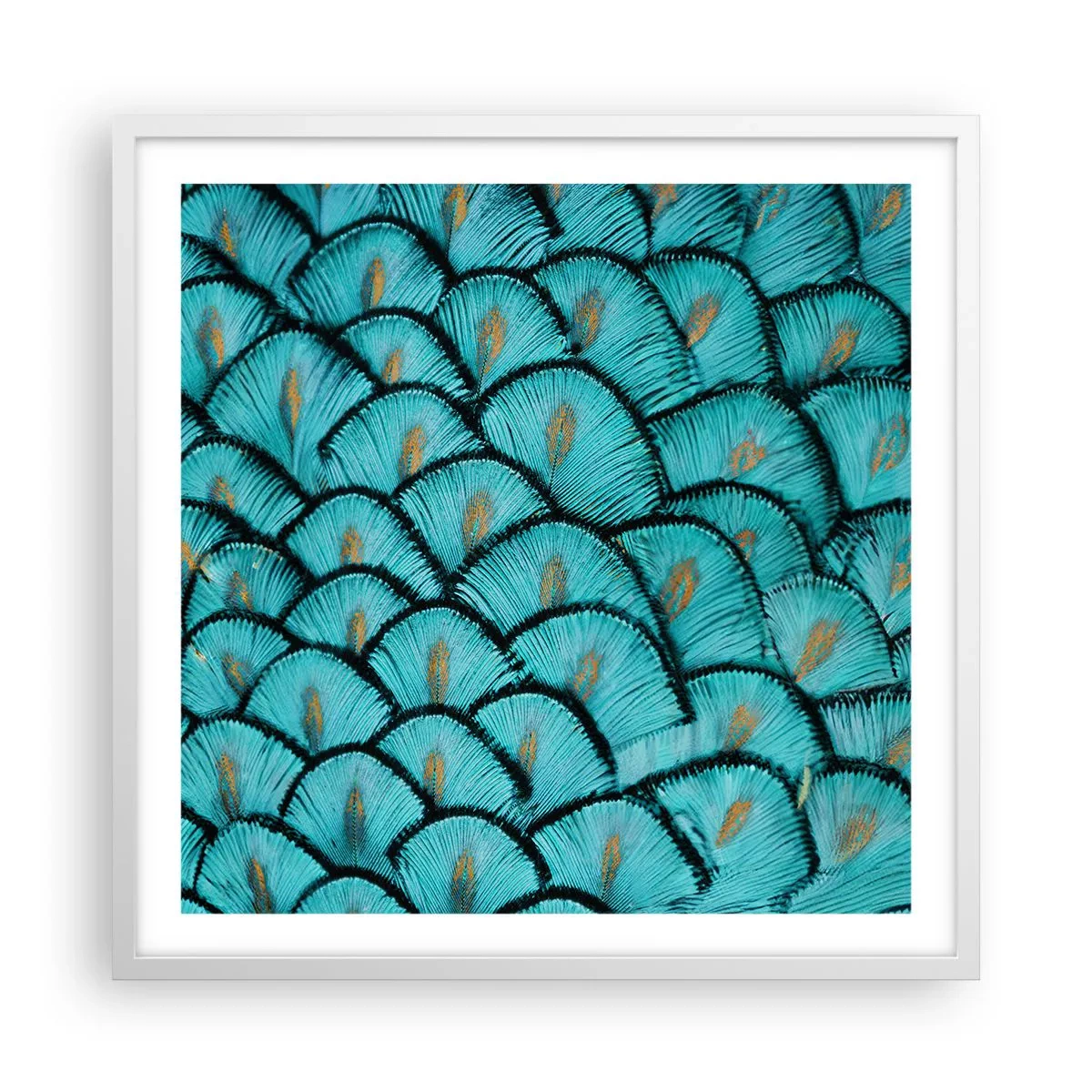 Affisch i vit ram - Den stora fjädergalan - 60x60 cm